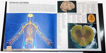 Разворот Большого Атласа анатомии человека