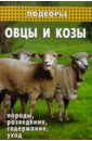 Овцы и козы: породы, разведение, содержание, уход